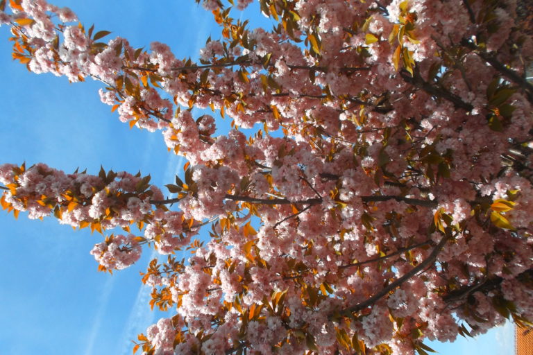 Spring in France