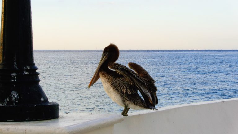 Birds and Sea