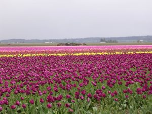 Vast field of colorful tulips in bloom, with a mix of purple and yellow flowers, under an overcast sky.