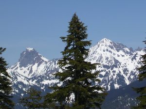 A scenic view of snowy mountain peaks under a clear blue sky, with evergreen trees in the foreground.