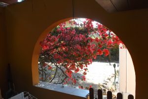 A colorful display of bougainvillea flowers seen through a sunlit archway, capturing a serene garden view.